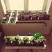 My Chili plantation