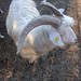 Goats on Sylt