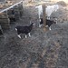 Goats on Sylt