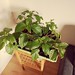 Chili Plantation Update