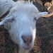 Goats on Sylt