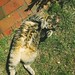 What a cute cat... Lissi
