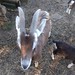 Goats on Sylt