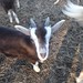 Goats on Sylt
