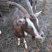 Goats on Sylt
