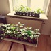 Chili Plantation Update