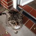 Soo cute, my lovely cat Lissi...