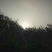 Foggy Morning 2