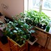 Chili Plantation Update - Habanero, Aji Charapita & Carolina Reaper