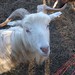 Goats on Sylt